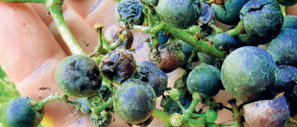 Schrumplig und ungenießbar. Diese Schäden an einer Weintraube von einem Weinberg in Baden-Württemberg wurden durch die aus Asien eingewanderte Kirschessigfliege verursacht.