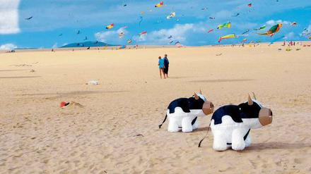 Enrfesselt an der Leine. Hunderte Flugdrachen schweben über dem Strand von Corralejo. Allein die Schwarzbunten hier vorn warten wohl noch auf ihre Starterlaubnis.