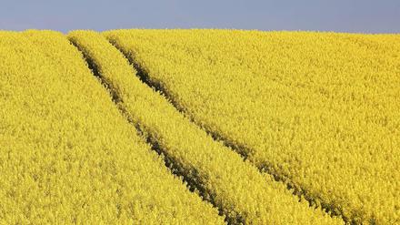 Gelb, gelb, gelb. Raps zählt nach wie vor zu den lukrativen Feldfrüchten, dank der Verwendung des Öls für die Biospritproduktion. 