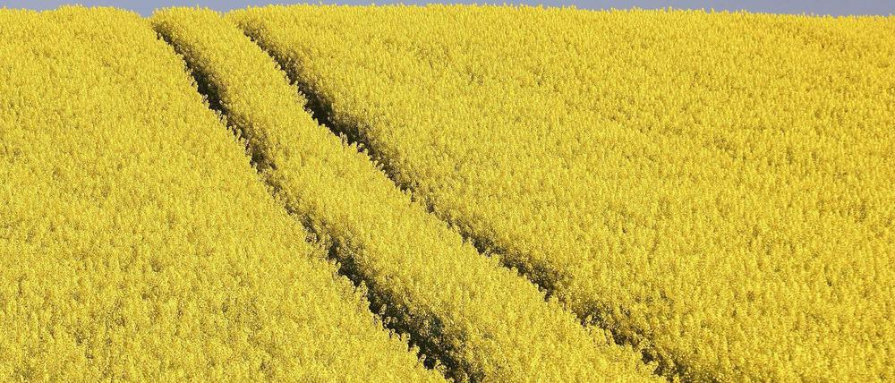 Gelb, gelb, gelb. Raps zählt nach wie vor zu den lukrativen Feldfrüchten, dank der Verwendung des Öls für die Biospritproduktion.