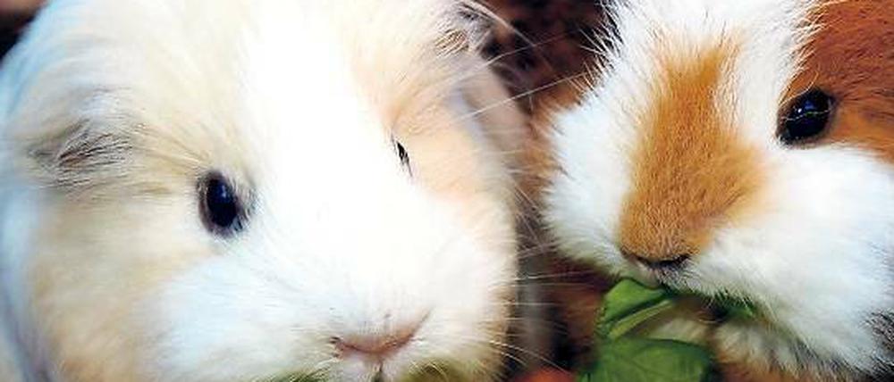 Kuschel-Vegetarier. Meerschweinchen sind der Hit für viele Kinder. Aber sie haben auch ältere Fans, wie die große Ausstellung zeigt.
