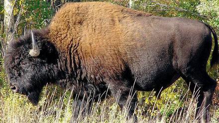 Frei und wild. Einst lebten in Nordamerika viele Millionen Prärie- und Waldbisons.