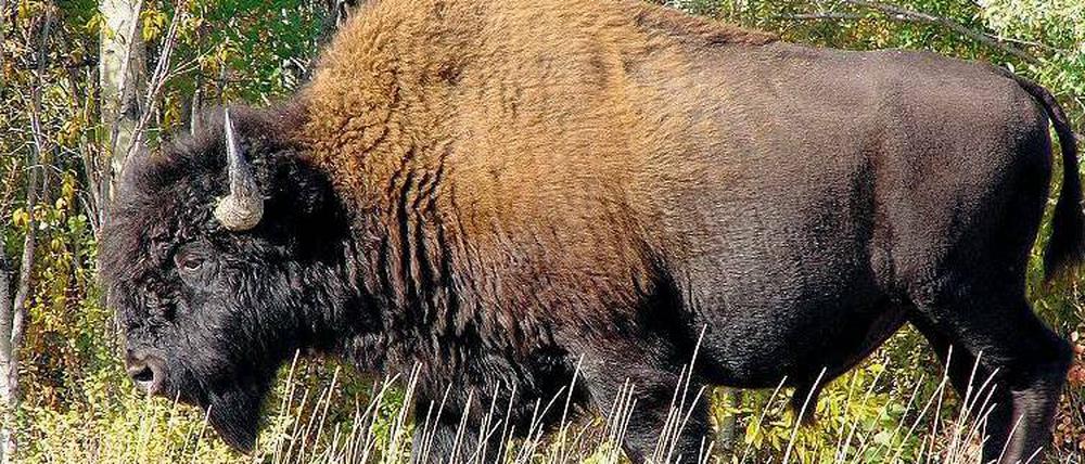Frei und wild. Einst lebten in Nordamerika viele Millionen Prärie- und Waldbisons.