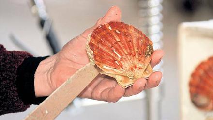 Alles, was die See hergibt. Auch die Jakobsmuschel zählt zu den Delikatessen, die Gourmets in der Lagunenstadt kredenzt bekommen.