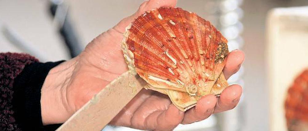 Alles, was die See hergibt. Auch die Jakobsmuschel zählt zu den Delikatessen, die Gourmets in der Lagunenstadt kredenzt bekommen.