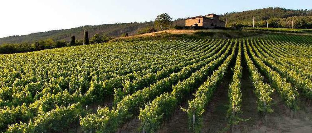 Die Weinberge der Familie Frescobaldi im Chianti-Gebiet bei Florenz.