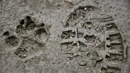 Transparency fordert unter anderem einen "Lobby-Fußabdruck" für Gesetze.