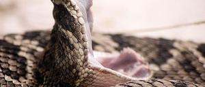 Eine Diamantklapperschlange.