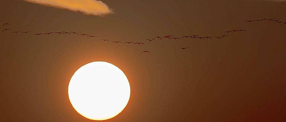 Zugvogelzeit. Im Oktober sind die Chancen am größten, ziehende Kraniche oder Gänse zu beobachten - auch mitten in Berlin.