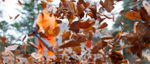 Mit Saugern geht die Stadtreinigung gegen das Laub vor.