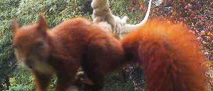 Erwischt! Dass Eichhörnchen das Seil nutzen, darf nun als gesichert gelten.