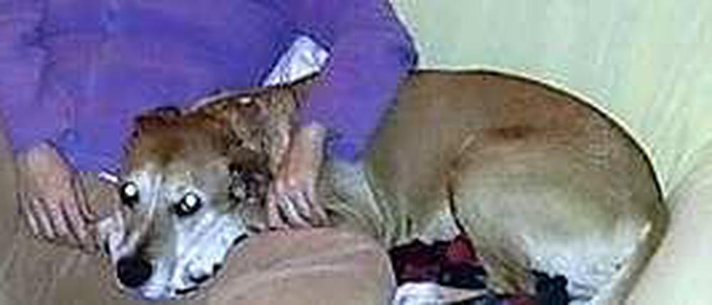Die an Ebola erkrankte spanische Krankenpflegerin mit ihrem Hund Excalibur, der eingeschläfert werden soll.