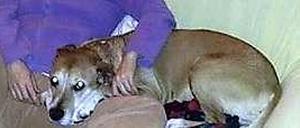 Die an Ebola erkrankte spanische Krankenpflegerin mit ihrem Hund Excalibur, der eingeschläfert werden soll.