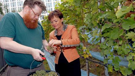 Weinbau an der Landesvertretung Hessen in Berlin. Unter Anleitung von Daniel Mayer haben die Mitarbeiter zusammen mit ihrer Chefin Lucia Puttrich 180 Kilogramm Trauben gelesen. 