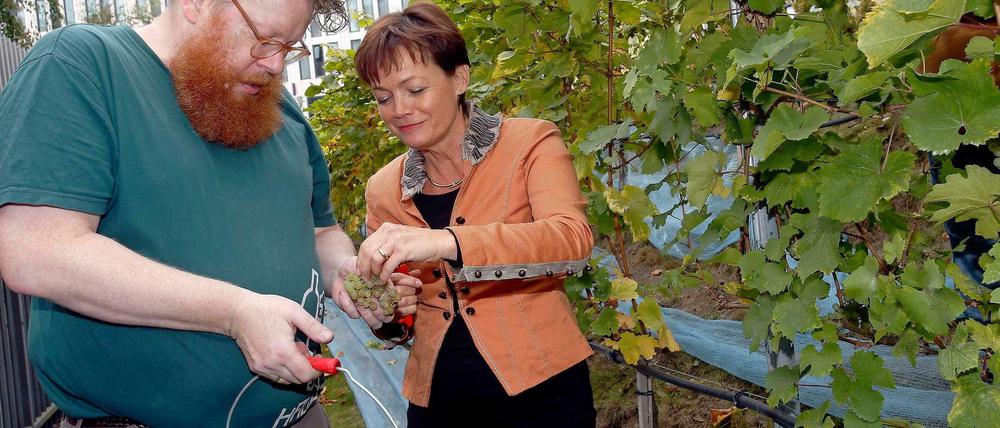 Weinbau an der Landesvertretung Hessen in Berlin. Unter Anleitung von Daniel Mayer haben die Mitarbeiter zusammen mit ihrer Chefin Lucia Puttrich 180 Kilogramm Trauben gelesen. 