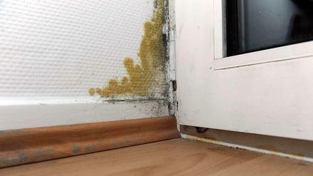 Wer den Schaden hat. Sind - zum Beispiel bei Schimmelbefall - Instandsetzungen am Haus "sofort" nötig, müssen sich alle Eigentümer an den Kosten beteiligen.