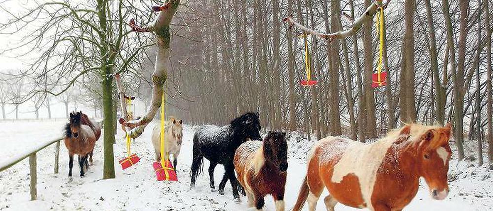 Adventsritt vom Ponyhof aus. Für die Kinder hängen dann Päckchen an den Zweigen – zum Abpflücken.
