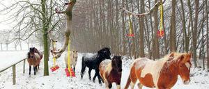 Adventsritt vom Ponyhof aus. Für die Kinder hängen dann Päckchen an den Zweigen – zum Abpflücken.