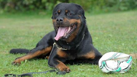 Rottweiler gelten als gefährlich.