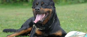 Rottweiler gelten als gefährlich.