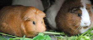 Grüne gegen die Alleinverdienerehe - aber gibt es sie noch?