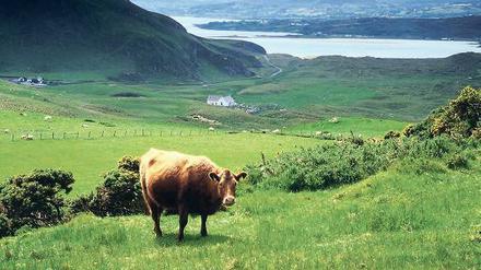 Saftiges Grün. Die Grafschaft Kilkenny ist für ihre fruchtbaren Böden berühmt. 