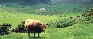 Saftiges Grün. Die Grafschaft Kilkenny ist für ihre fruchtbaren Böden berühmt. 