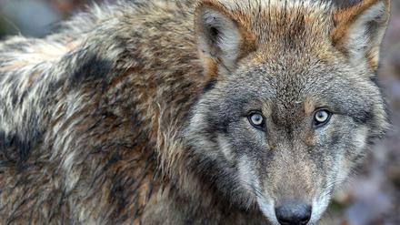 Wache Augen. Mit der Zahl der Wölfe in Brandenburg vermehren sich auch die Probleme. Dieser Wolf lebt allerdings in einem märkischen Wildpark. 