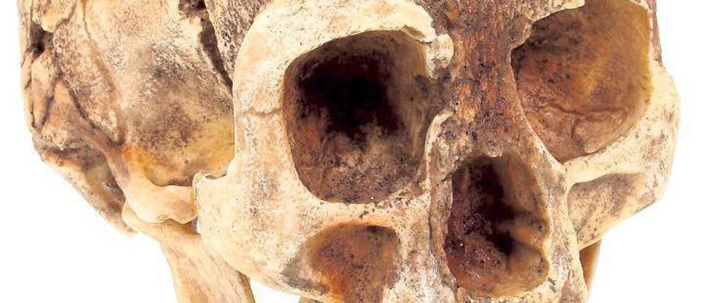 Ein rekonstruierter Schädel des Homo floresiensis.
