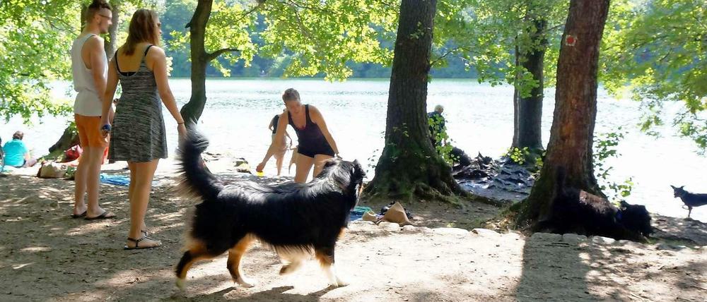 Idylle im Sommer. Aber nach dem Ärger mit Müll, Lärm, Drogen und Kriminellen bleiben nun offensichtlich die Hunde übrig.