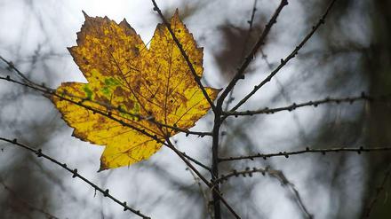 Gelbphase. Die Chancen für einen goldenen Oktober stehen schlecht: Der Wind dürfte die Bäume rasch entblättern.