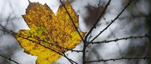 Gelbphase. Die Chancen für einen goldenen Oktober stehen schlecht: Der Wind dürfte die Bäume rasch entblättern.
