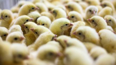 Küken werden industriell produziert