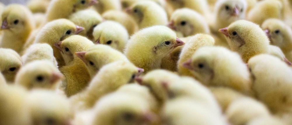 Küken werden industriell produziert