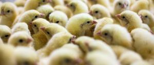 Küken werden industriell produziert