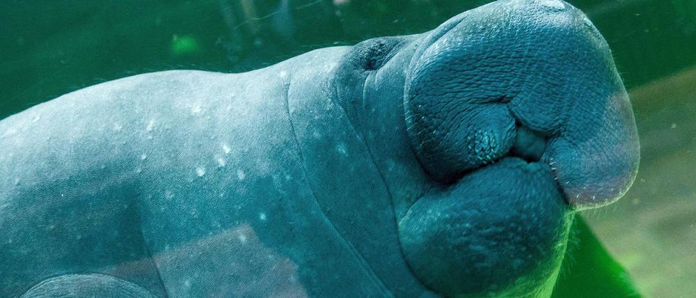 In der Berliner Seekuhgruppe leben vier Tiere.