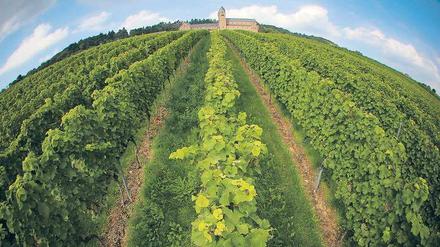 Frisches, elegantes Bukett im Rheingau. Reben der Sorte Riesling wachsen auch im Weinberg unter der Abtei St. Hildegard in Rüdesheim am Rhein (Hessen).