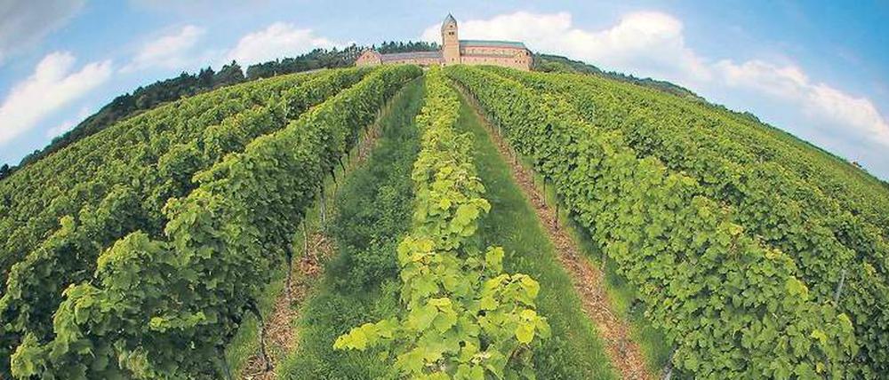 Frisches, elegantes Bukett im Rheingau. Reben der Sorte Riesling wachsen auch im Weinberg unter der Abtei St. Hildegard in Rüdesheim am Rhein (Hessen).