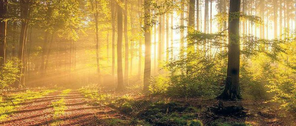 Lichtblick. Der deutsche Wald ist intakt, aber er soll für den Klimawandel gewappnet werden.