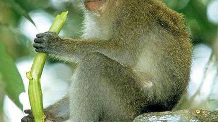 Beobachter schreiben Javaneraffen Eigenschaften zu, die mehr über ihre Vorurteile als über die Tiere aussagen.