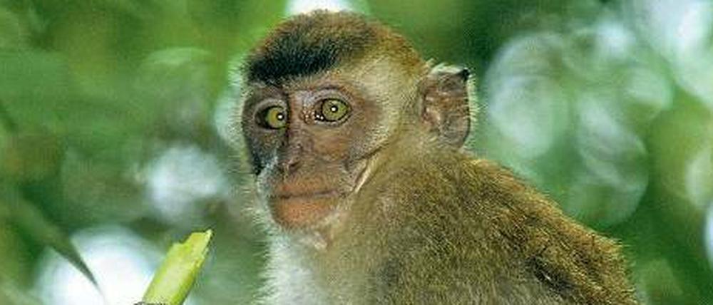 Beobachter schreiben Javaneraffen Eigenschaften zu, die mehr über ihre Vorurteile als über die Tiere aussagen.