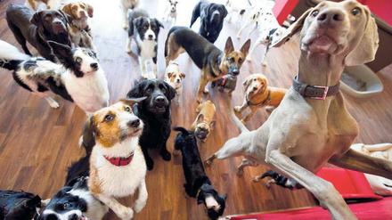 Wuff Wuff. Haustiere werden für viele Menschen immer mehr zu Familienmitgliedern. Für eine Physiotherapie für den Hund verzichten manche auf den Urlaub.