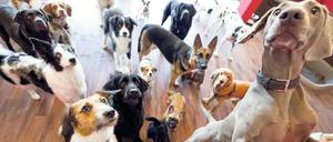 Wuff Wuff. Haustiere werden für viele Menschen immer mehr zu Familienmitgliedern. Für eine Physiotherapie für den Hund verzichten manche auf den Urlaub.