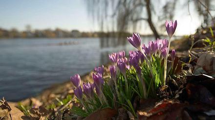 Krokusse im Februar. Weil der Winter 2013/2014 so mild war, mussten die Deutschen weniger heizen als sonst in der Jahreszeit.