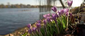 Krokusse im Februar. Weil der Winter 2013/2014 so mild war, mussten die Deutschen weniger heizen als sonst in der Jahreszeit.