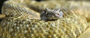 Eine Klapperschlange in der Auffangstation in Bayern, die nun auch einige der Berliner Schlangen aufgenommen hat.