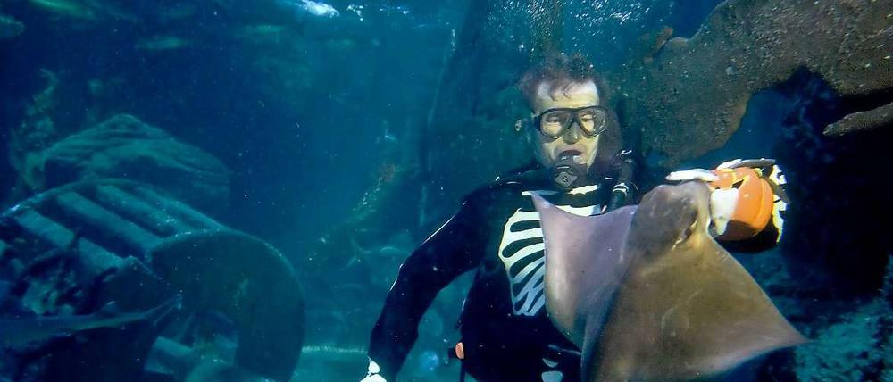 Sieht gut aus: Martin Hansel füttert Haie in Halloween-Aufmachung.