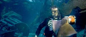 Sieht gut aus: Martin Hansel füttert Haie in Halloween-Aufmachung.