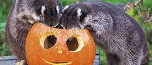 Alle lieben Kürbis. Auch diese Waschbären.