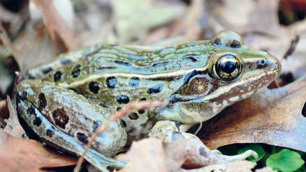 Die Großstadt aus der Froschperspektive. Forscher beweisen die Existenz einer neuen Froschart, die in New York und Umgebung lebt.